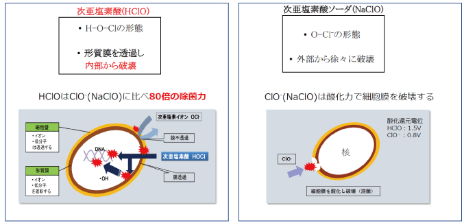HClOとNaClOの除菌機構の違い＝除菌力の違い
